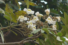 Heterophragma quadriloculare